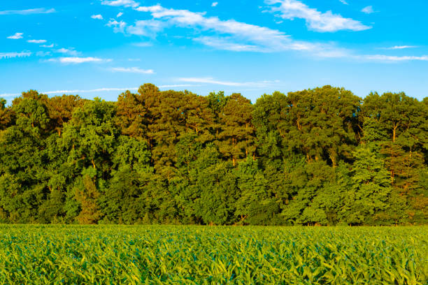 Forest ecosystem and healthy environment. Green nature. Tree growing in lush forest. Nature landscape. Landscape with forest in summer. Wild nature. Forest in summer nature.