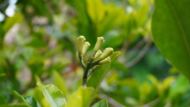 istock clove flower in close up shot 2184376635
