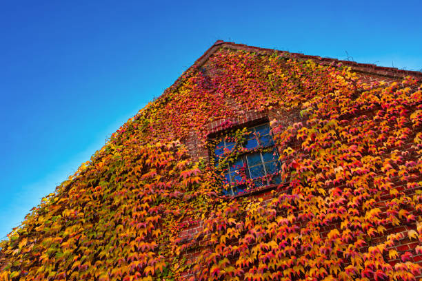 istock Colorful ivy envelops a brick building under a clear blue sky 2184377005