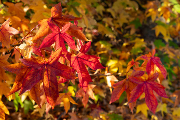 istock Autumn leaves showcase vibrant colors in a natural setting 2184377807