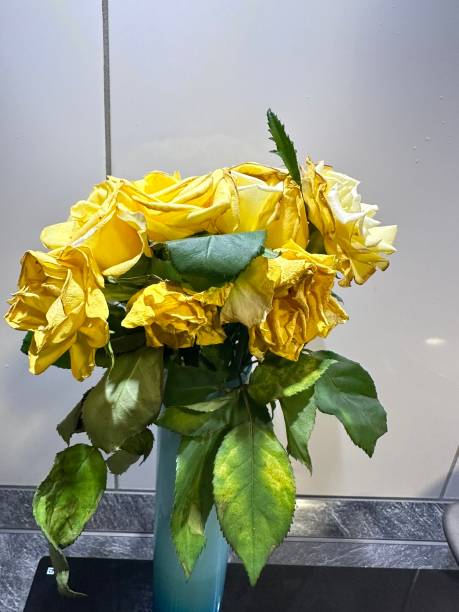 istock Wilted Yellow Roses in a Vase 2184378808