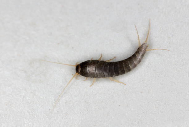 istock Macro of a Silverfish on a white flagstone on the bathroom floor. 2184379968