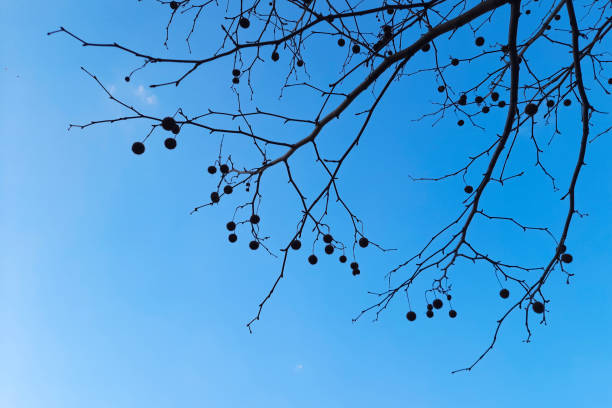 istock Tree branches without leaves against blue sky without clouds. Bright sky landscape on sunny cloudless day. Floral pattern on a sky background. Countryside, wildlife. 2184383293