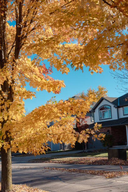 istock Golden maple by the road autumn 2184386370