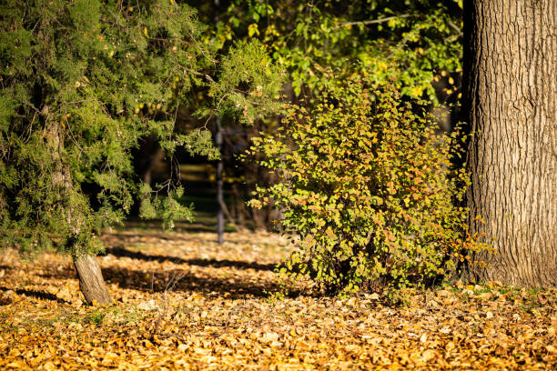 Natural fall background, forest glade with fallen yellow leaves, flooded with sunlight.