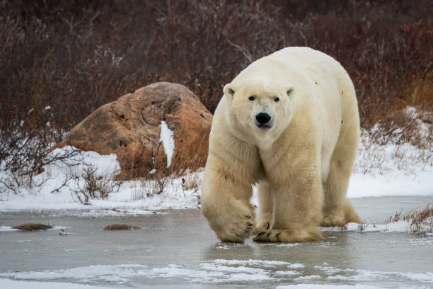 istock Close up Solitary Polar bear 2184388436