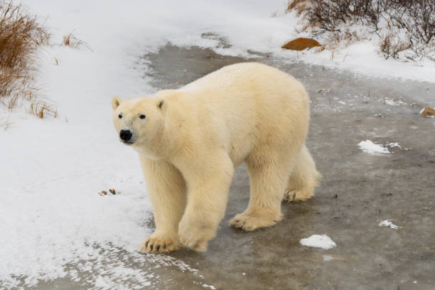 istock Close up Solitary Polar bear 2184388460