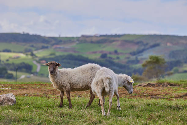 istock A flock of white sheep is grazing in a meadow 2184389679