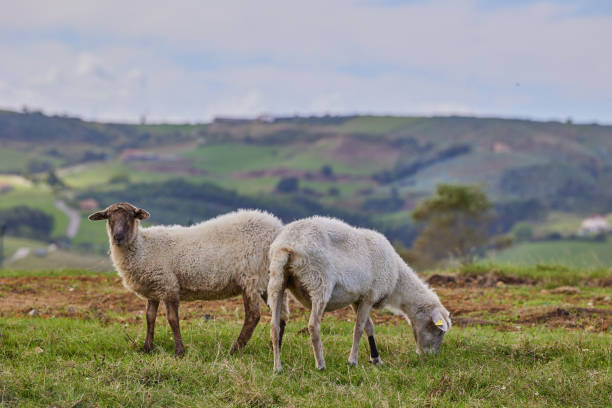 istock A flock of white sheep is grazing in a meadow 2184389680