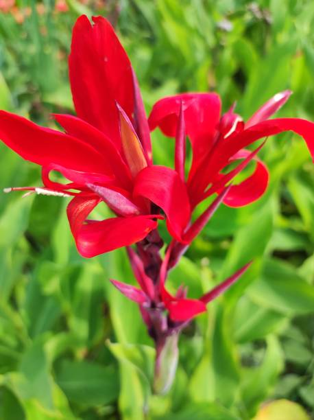 istock Canna lily (Canna indica) red flower blossom 2184389726
