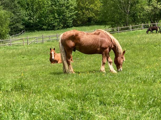 istock Grazing and resting peacefully in a lush green field under a clear sky 2184389848