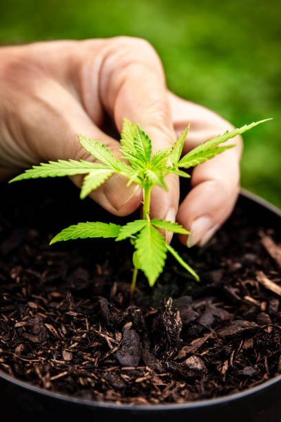 istock small hemp plant growing in a pot 2184391667