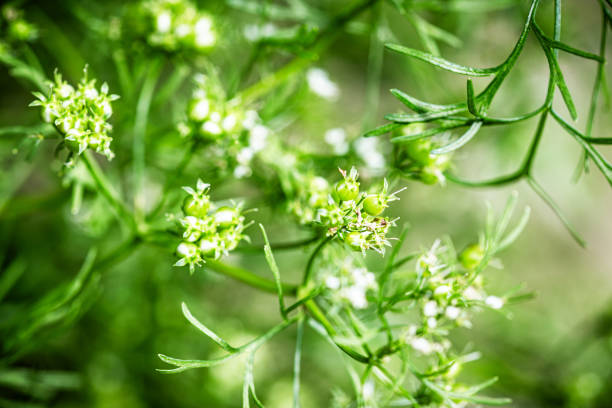 istock close-up of a flowering coreander plant 2184391931