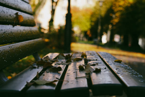 Close up of leaves on a park bench