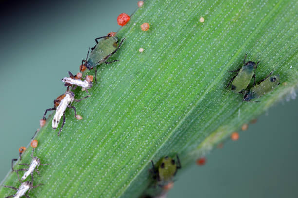 istock Corn leaf aphids, Rhopalosiphum maidis on cereals. 2184395200