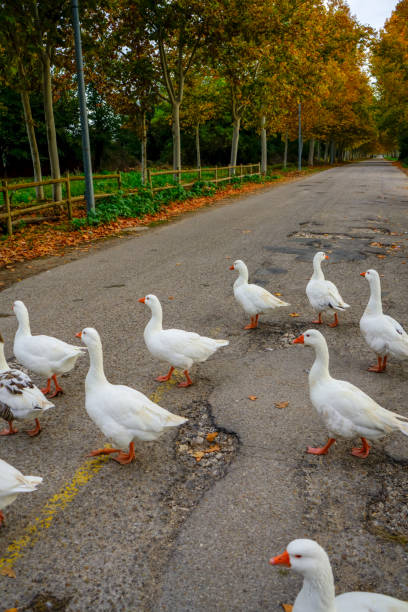 istock Some ducks out of the water on a cold fall day. 2184395399