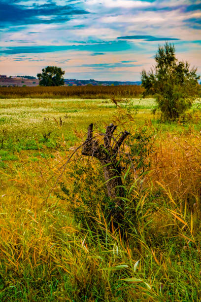 A meadow with green and brown vegetation, one cloudy way from another.