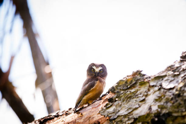 A saw whet owl perched on a tree in Kokanee Glacier Provincial Park near Nelson, B.C., Canada. The saw whet owl is one of the smallest owls found in North America.