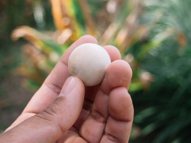 istock wooden ball 2184400225