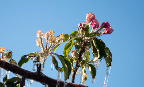 istock Ice covered fruit tree flower blossom buds frost fighting blue sky background 2184400654