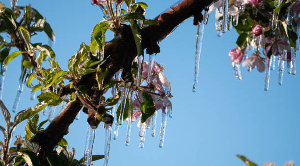 istock Ice covered fruit tree flower blossom buds frost fighting blue sky background 2184400823
