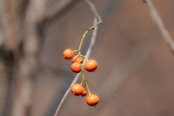 Tight focus on stem of six berries on poisonous American Bittersweet vine