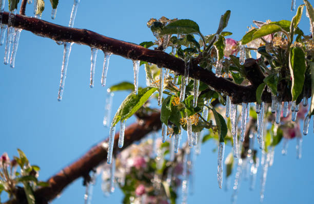 istock Ice covered fruit tree flower blossom buds frost fighting blue sky background 2184401402