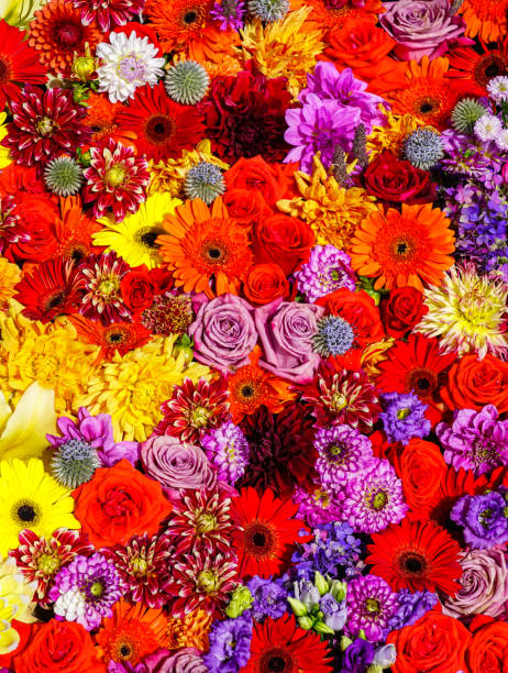 istock Mixed natural flowers background top view, floral backdrop, decorative composition, colorful bouquet 2184401872