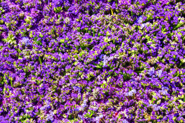 Violet sea lavenders flowers background top view, festive floral backdrop, decorative composition, colorful purple bouquet, bunch of flowers