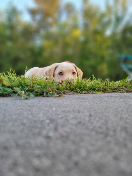 This playful photo captures a puppy nestled in the grass, peeking with wide, bright eyes. The vibrant greenery adds a touch of nature, making it perfect for themes related to curiosity, pets, and outdoor exploration.