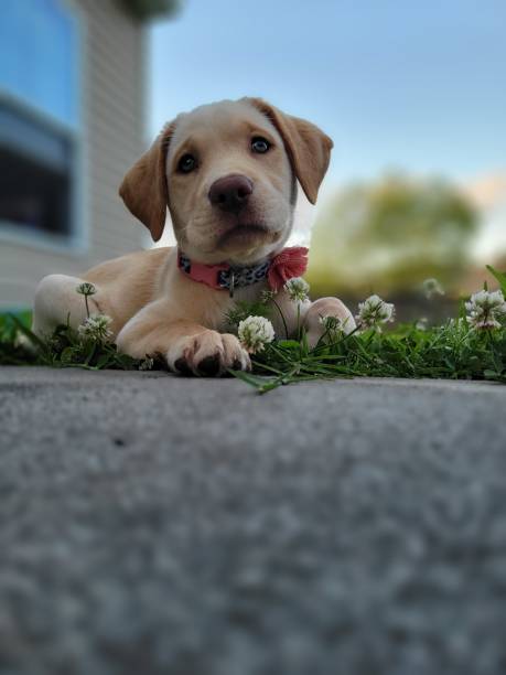 istock Adorable Puppy Resting in Flowers 2184404517