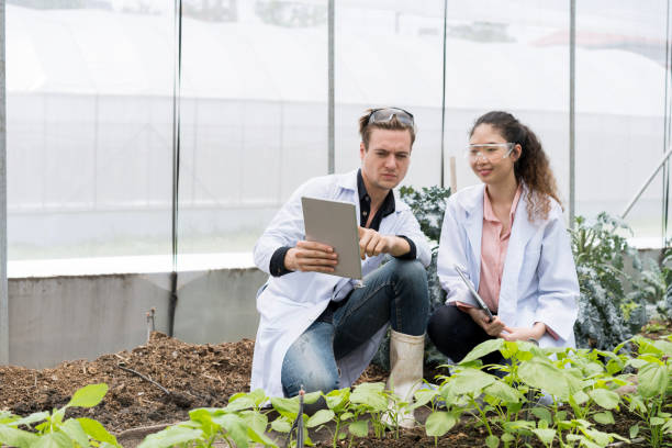istock Biotechnology scientists development on the cultivation of organic vegetables in a farm. Biotechnology scientists using tablet. 2184409093