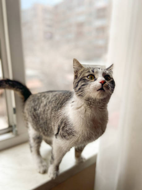 istock Curious cat stands on a windowsill. Soft light, expressive face and brings focus to its attentive posture. Funny pet concept 2184410373