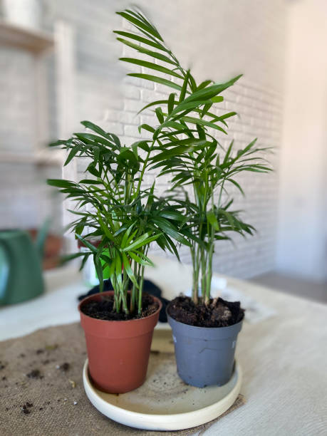 istock Two vibrant green potted plants are placed side by side on a light-colored table, with a white brick wall in the background. Fresh and inviting atmosphere, nature indoors and home gardening concept 2184410495