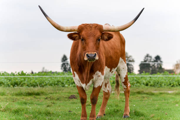 A Texas Longhorn stands in a green grassy field in Germany, gazing directly into the camera. stock photo