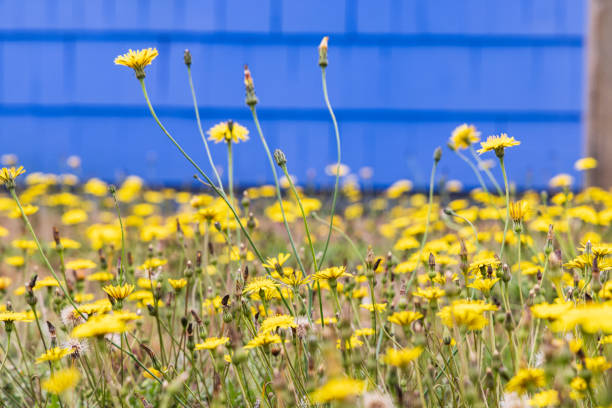 North America, USA, Washington State, Long Beach. Yellow dandelion flowers in front of a blue wall.