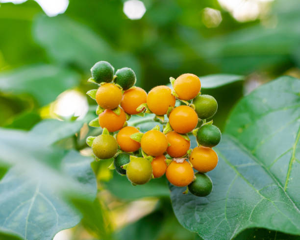 Close-up cluster of ripe and green dwarf tamarillos on bush plant at organic backyard garden in Dallas, Texas, tropical shrub produces small, orange fruits velvet peach, Cyphomandra abutiloides. USA racimo de primer plano de tamarillos enanos maduros y verdes en una planta arbustiva en el jardín orgánico del patio trasero en dallas, texas, el arbusto tropical produce pequeños frutos anaranjados melocotón terciopelo, cyphomandra abutiloides