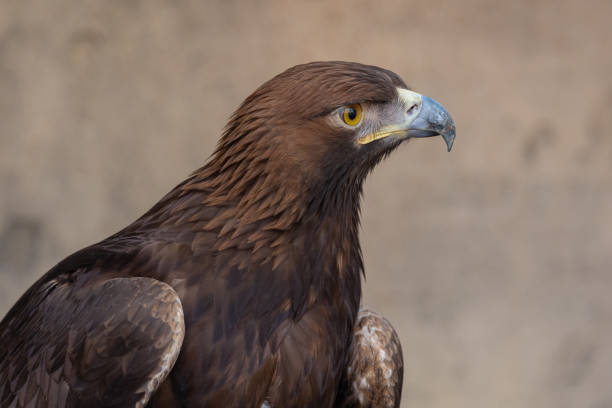 Golden Eagle (Aquila chrysaetos) bird of prey close up detailed shot