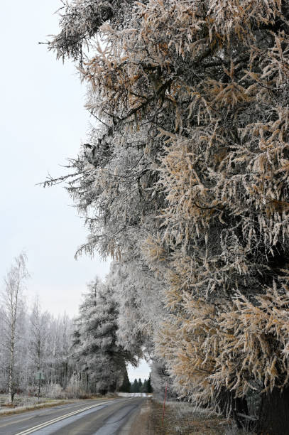 istock a winter road scene lined with tall trees covered in frost 2184415007