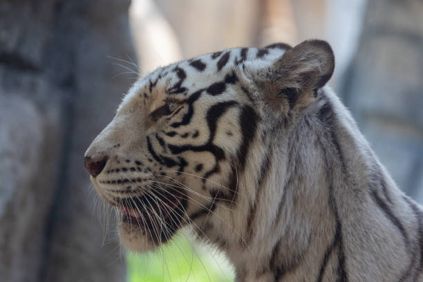istock White Bengal Tiger held in captivity at Emirates Park Zoo, Abu Dhabi, UAE 2184415529