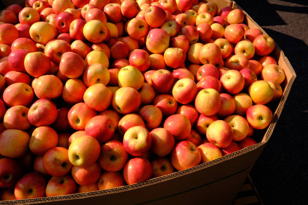 Red apples at the market during sunset light