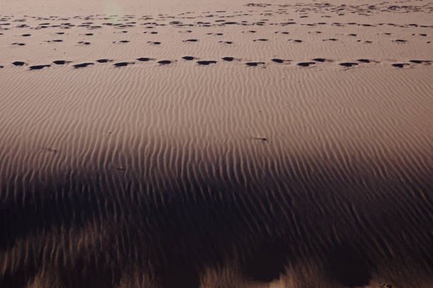 a moment captured during winter light at the beach showing beach dunes with animal prints