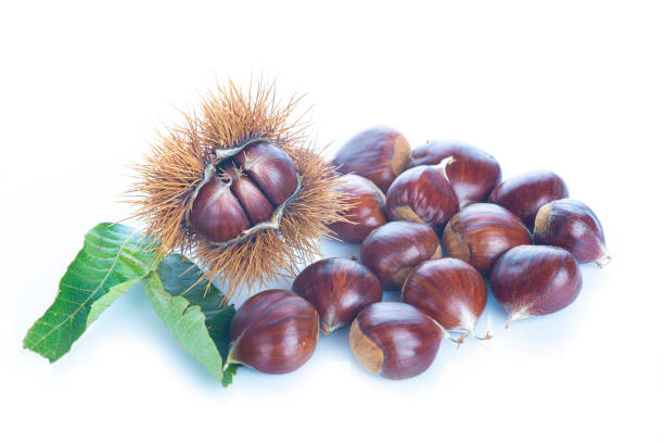 istock Chestnuts with leaves and burs isolated on a white background 2184417112