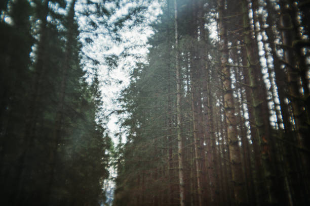 Forest landscape of Norway with a vintage film look