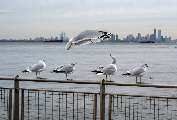 istock Seagulls on the pier Bay Ridge Brooklyn, NY 2184418602
