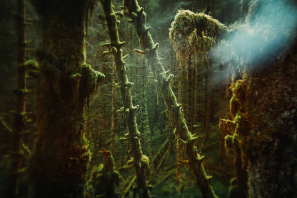 Forest landscape of Norway with a vintage film look