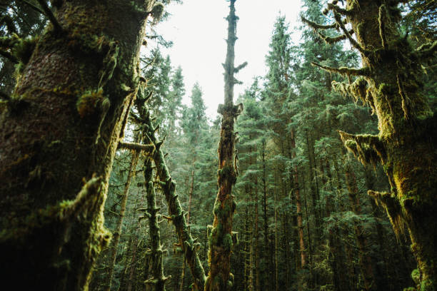 Forest landscape of Norway with a vintage film look