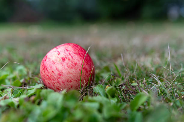 A vibrant red apple sits alone on lush, green grass in a serene outdoor garden.