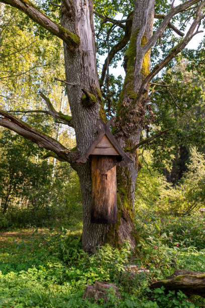 istock A charming birdhouse attached to a tree trunk, set among vibrant greenery on a sunny afternoon. 2184419392