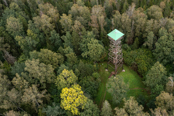 istock An observation tower rises above lush greenery in a serene forest environment. 2184419972